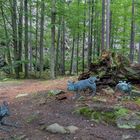 Der wilde Waldmops und andere wahre Geschichten erlogen von Loriot