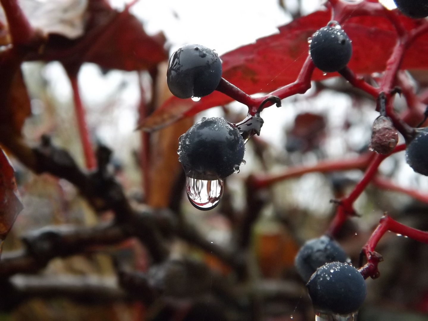 Der wilde Wein