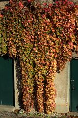 der wilde Wein in  meinem Garten