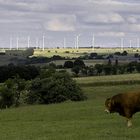 ... der Wilde Westen fängt gleich hinter Borchen an