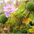 der wilden Blume Perlenschmuck