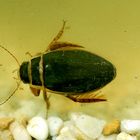 Der wildeste Räuber im Gartenteich: Der Gelbrandkäfer