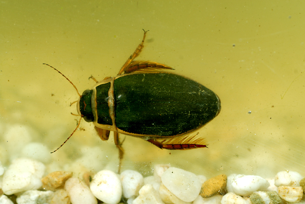 Der wildeste Räuber im Gartenteich Der Gelbrandkäfer Foto & Bild
