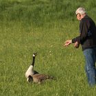 Der Wildgänsefütterer