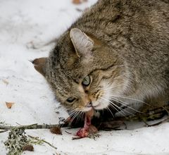 Der Wildkatze hat es offensichtlich geschmeckt....