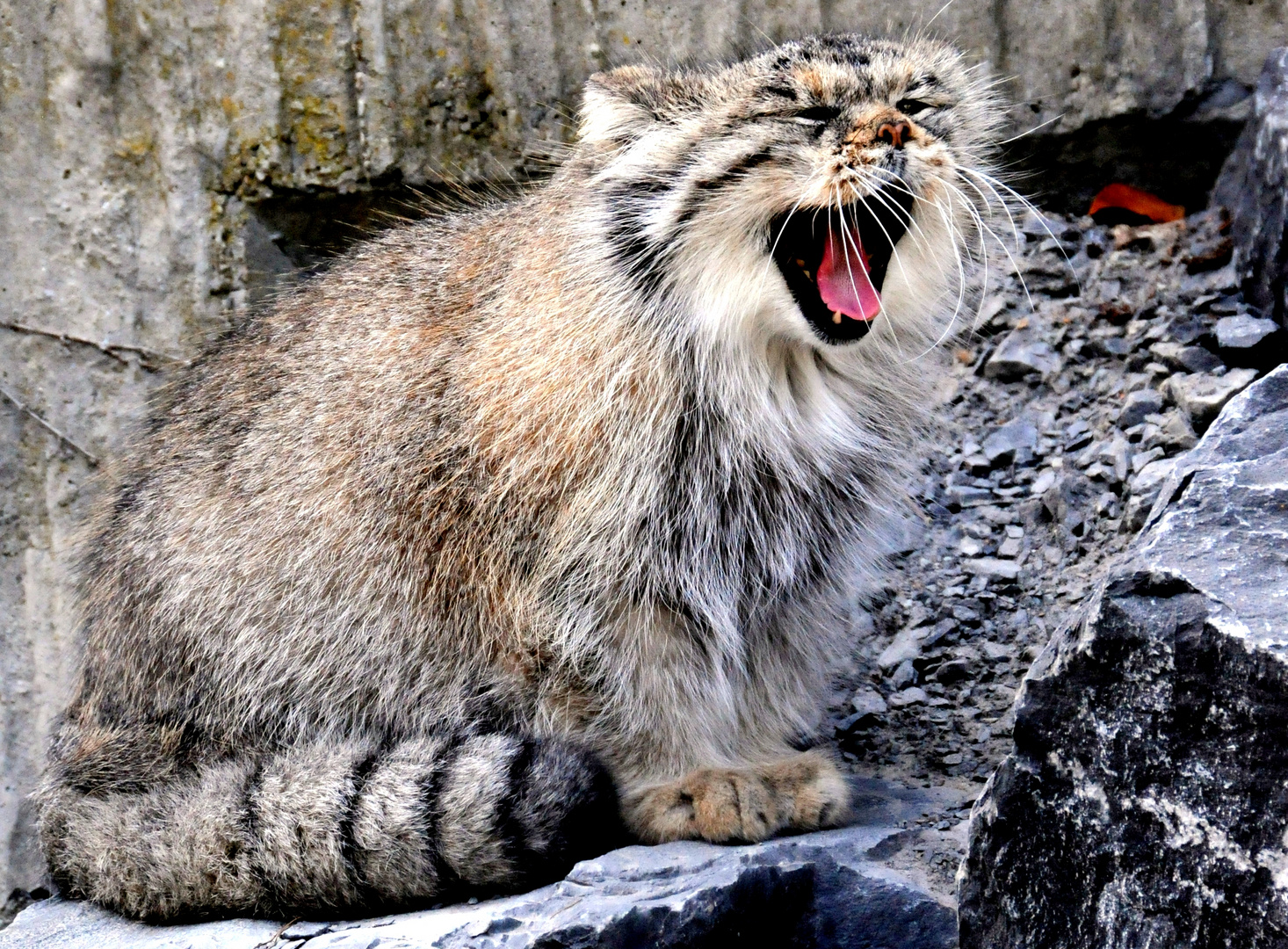 Der Wildkatze langweiliger Nachmittag