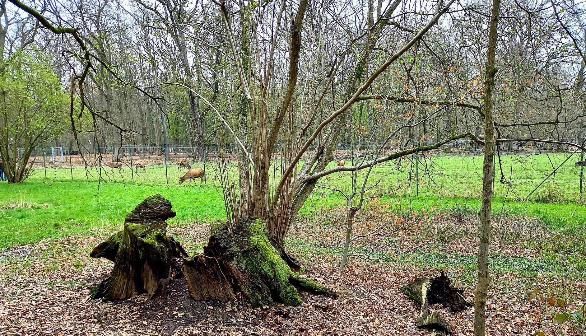 der Wildpark