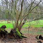 der Wildpark