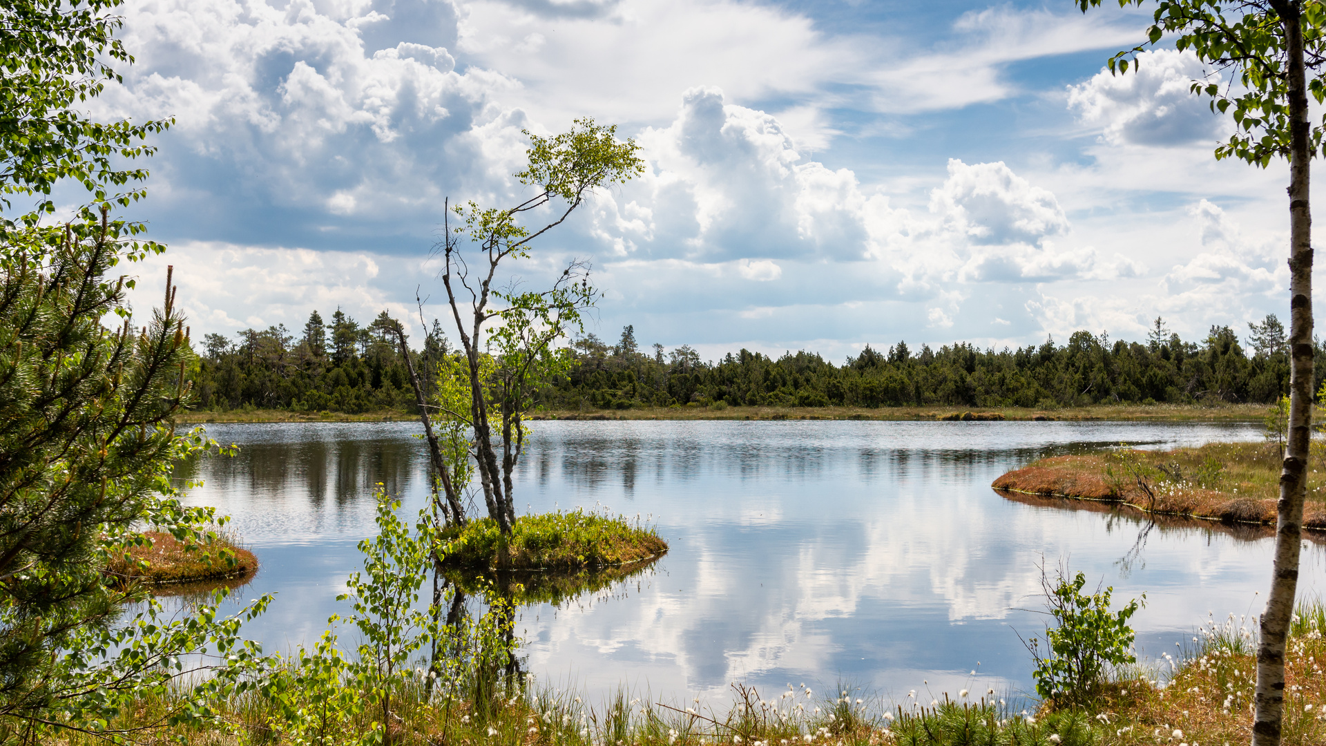 Der Wildsee im Moor