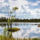 Der Wildsee im Moor