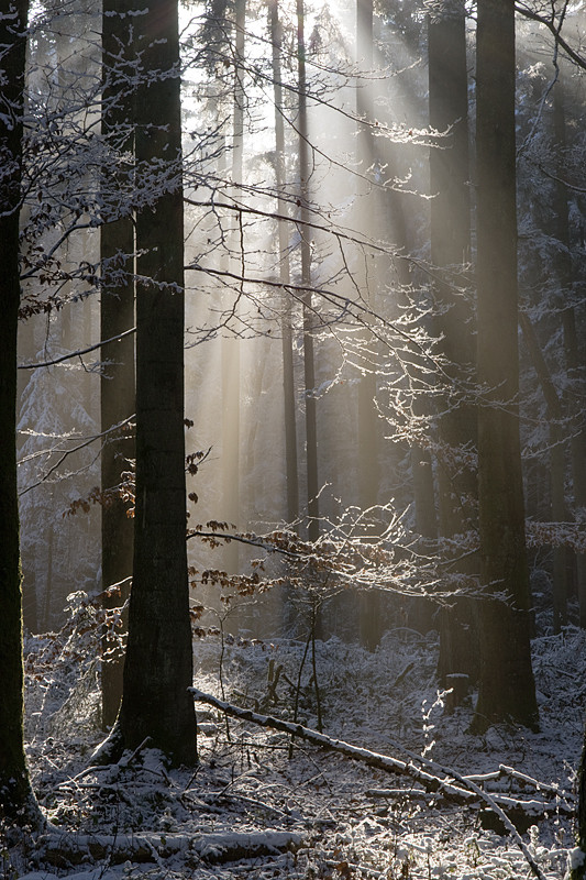 der Wilerwald