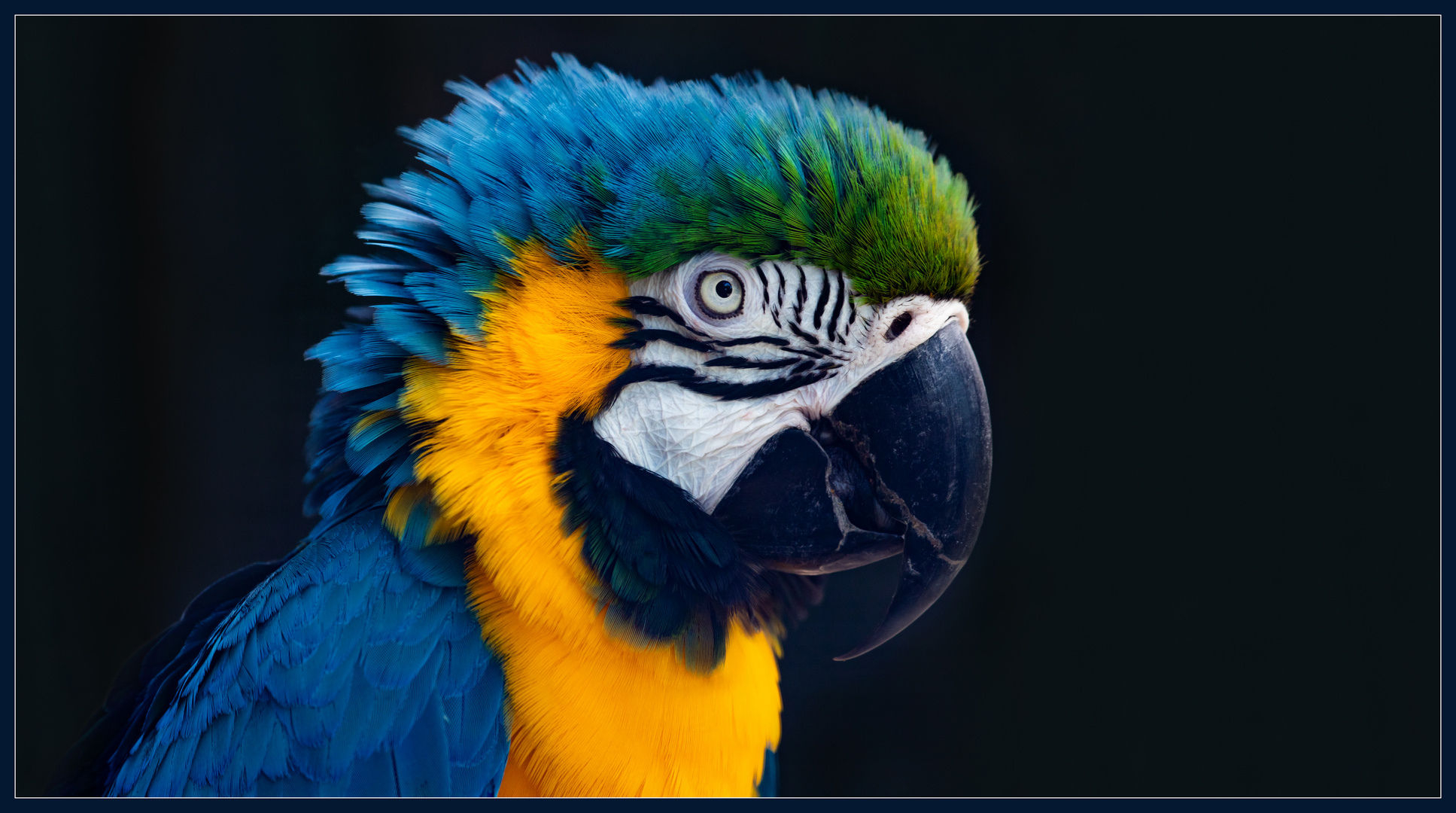 Der Wilhelma-Papagei