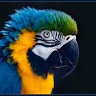 Der Wilhelma-Papagei