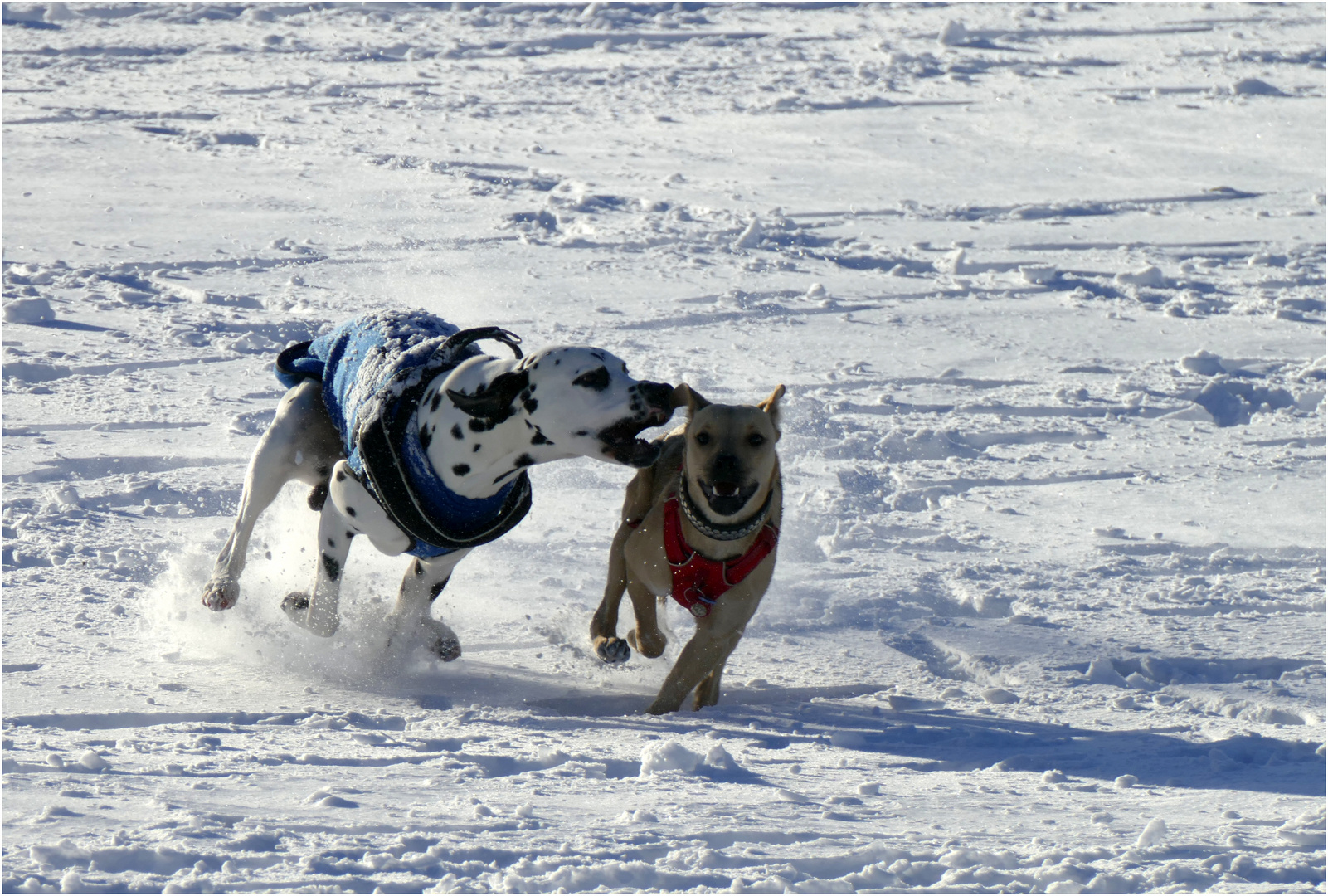 "der will doch nur spielen..."  (I)