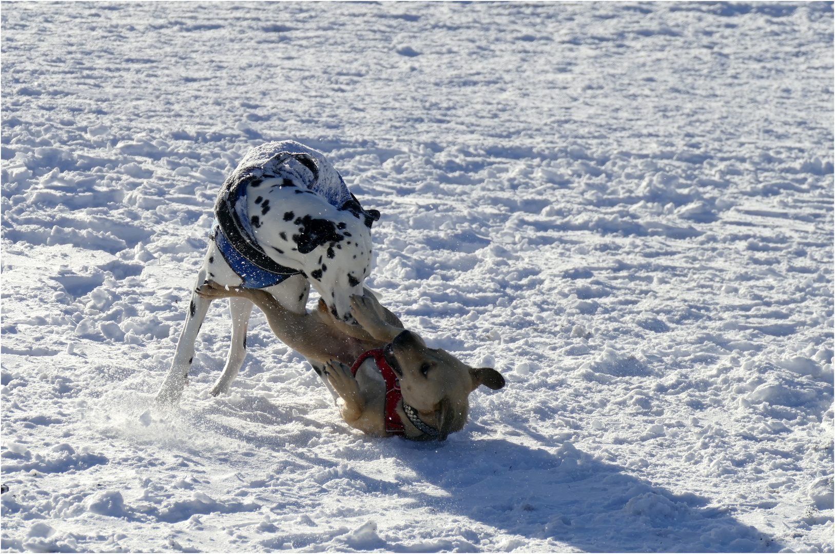 "der will doch nur spielen..."  (II)