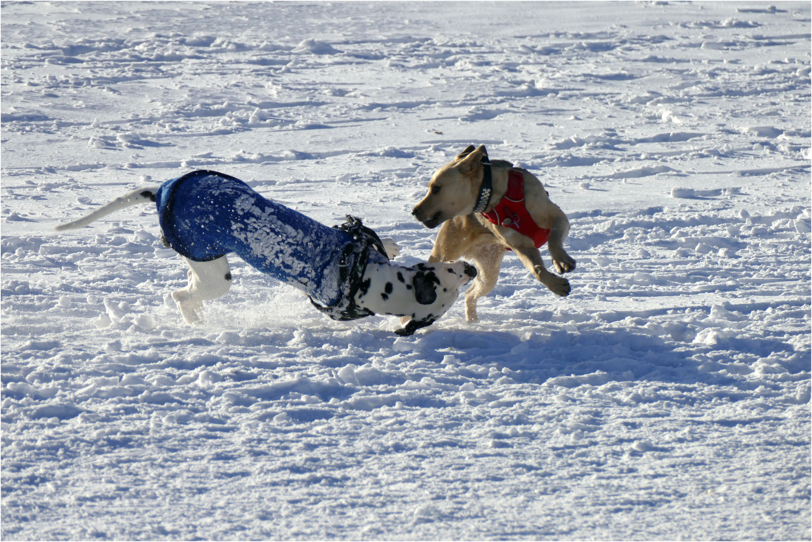 "der will doch nur spielen..."  (IV)