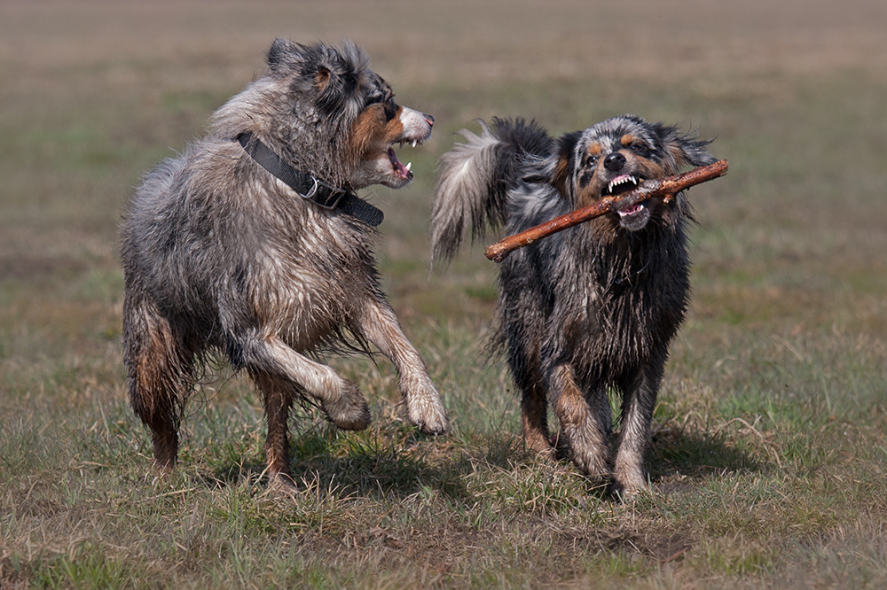 Der will nur spielen!