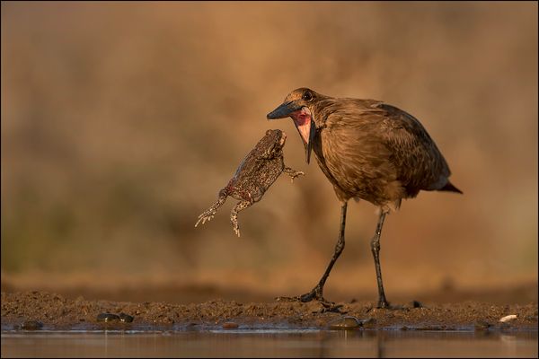 der will nur spielen 