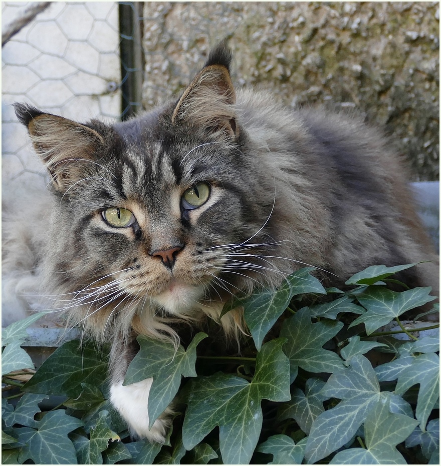 Der Willy Foto & Bild tiere, haustiere, katzen Bilder auf