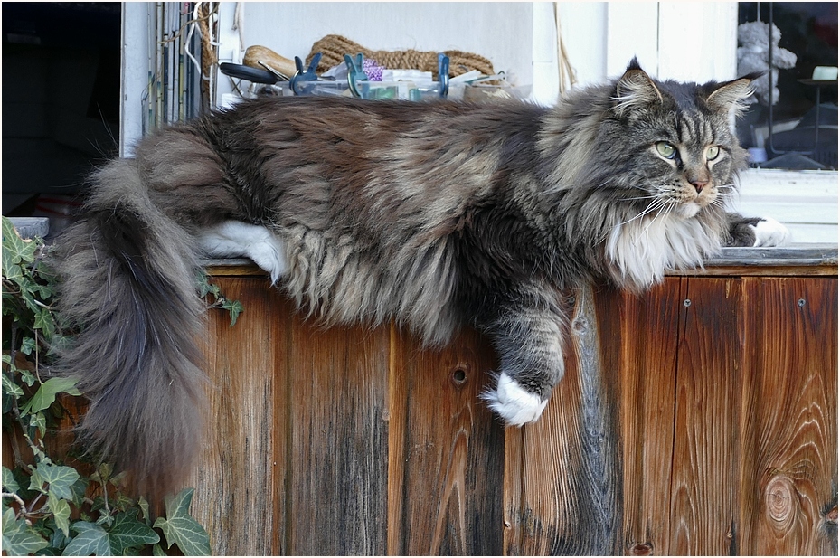 Der Willy Foto & Bild tiere, haustiere, katzen Bilder auf