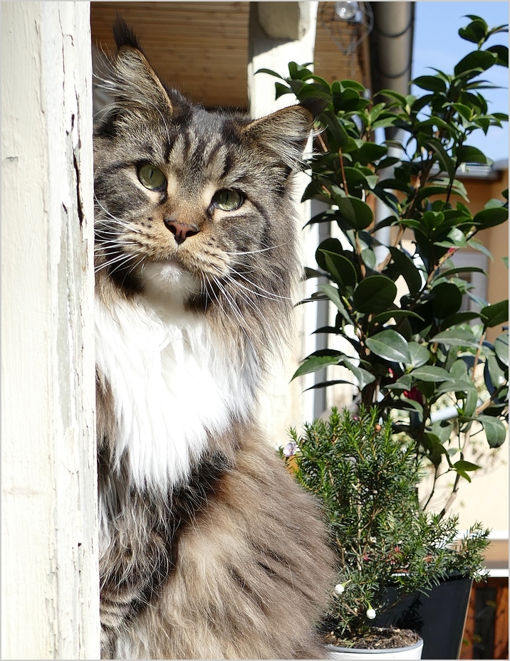 Der Willy Foto & Bild tiere, haustiere, katzen Bilder auf