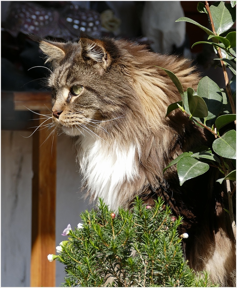 Der Willy Foto & Bild tiere, haustiere, katzen Bilder auf