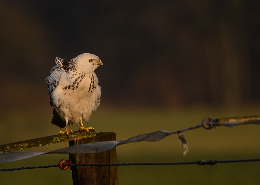 Der Wind