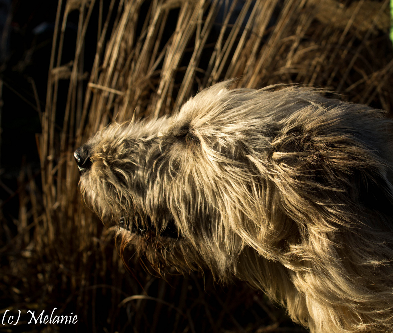 Der Wind