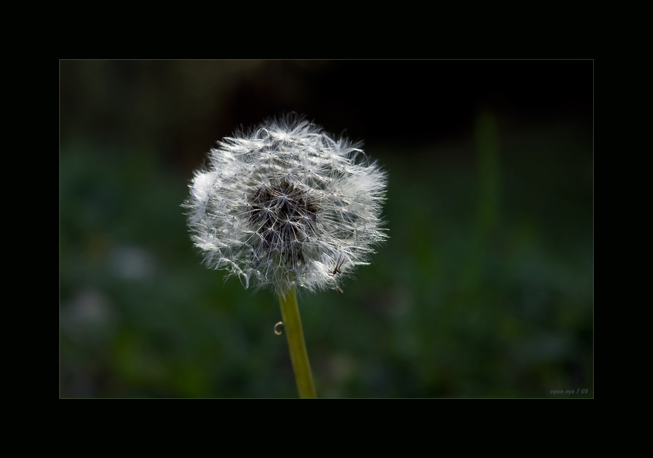 Der Wind