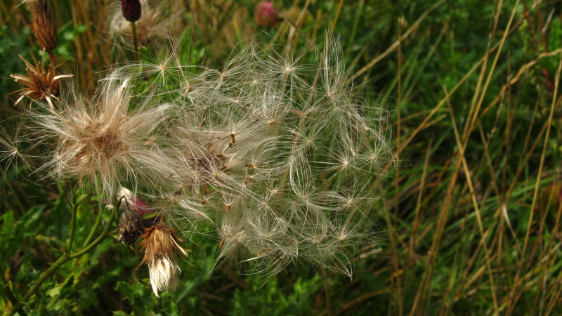 Der Wind bläst