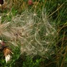 Der Wind bläst