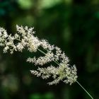 Der Wind bläst