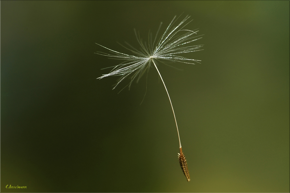 * Der Wind ............... Der Wind²...............*