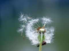 Der Wind - der Wind