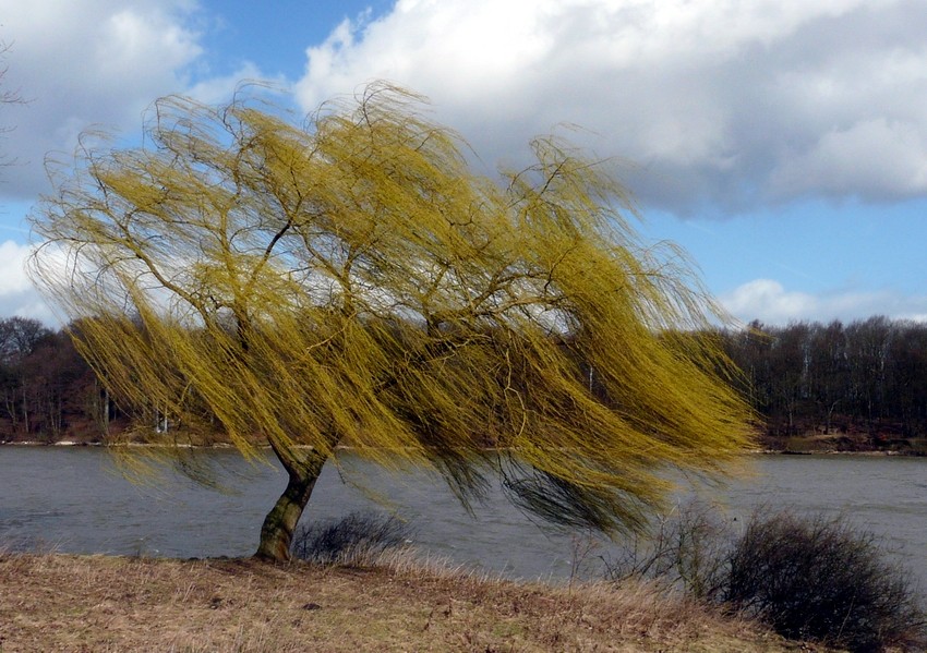 Der Wind, der Wind, das ..............