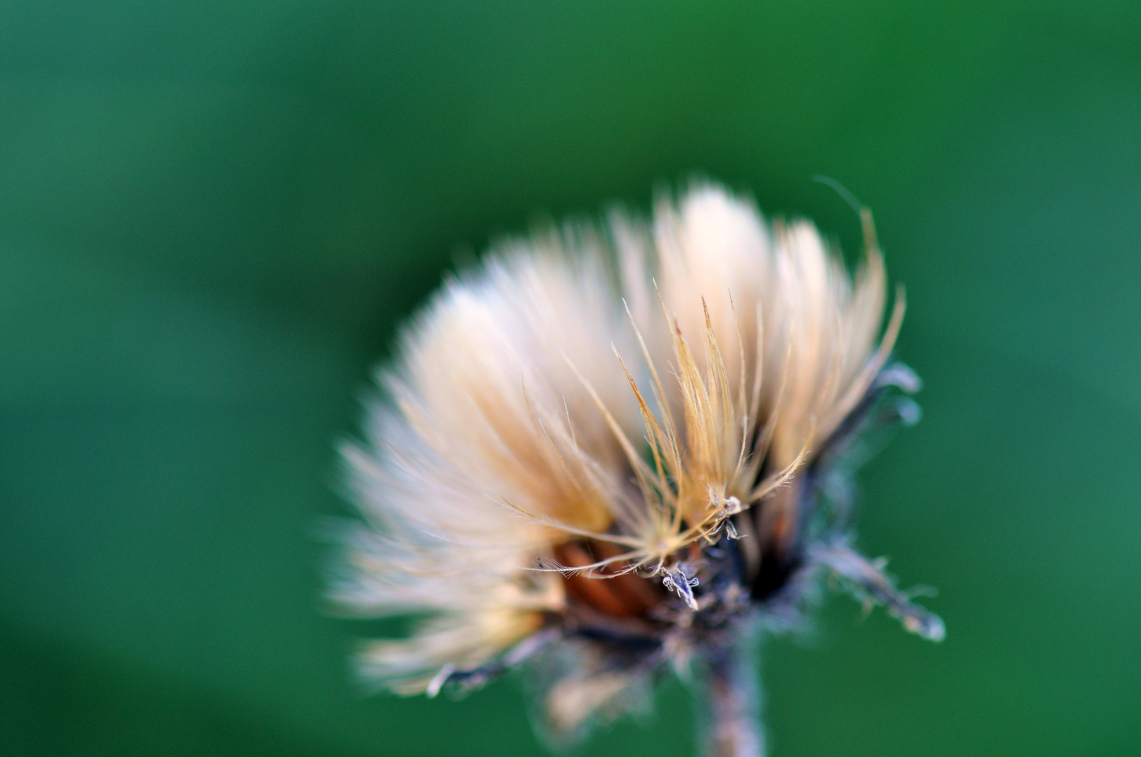 der Wind, der Wind .......