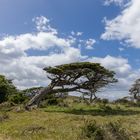 Der Wind gibt die Richtung vor