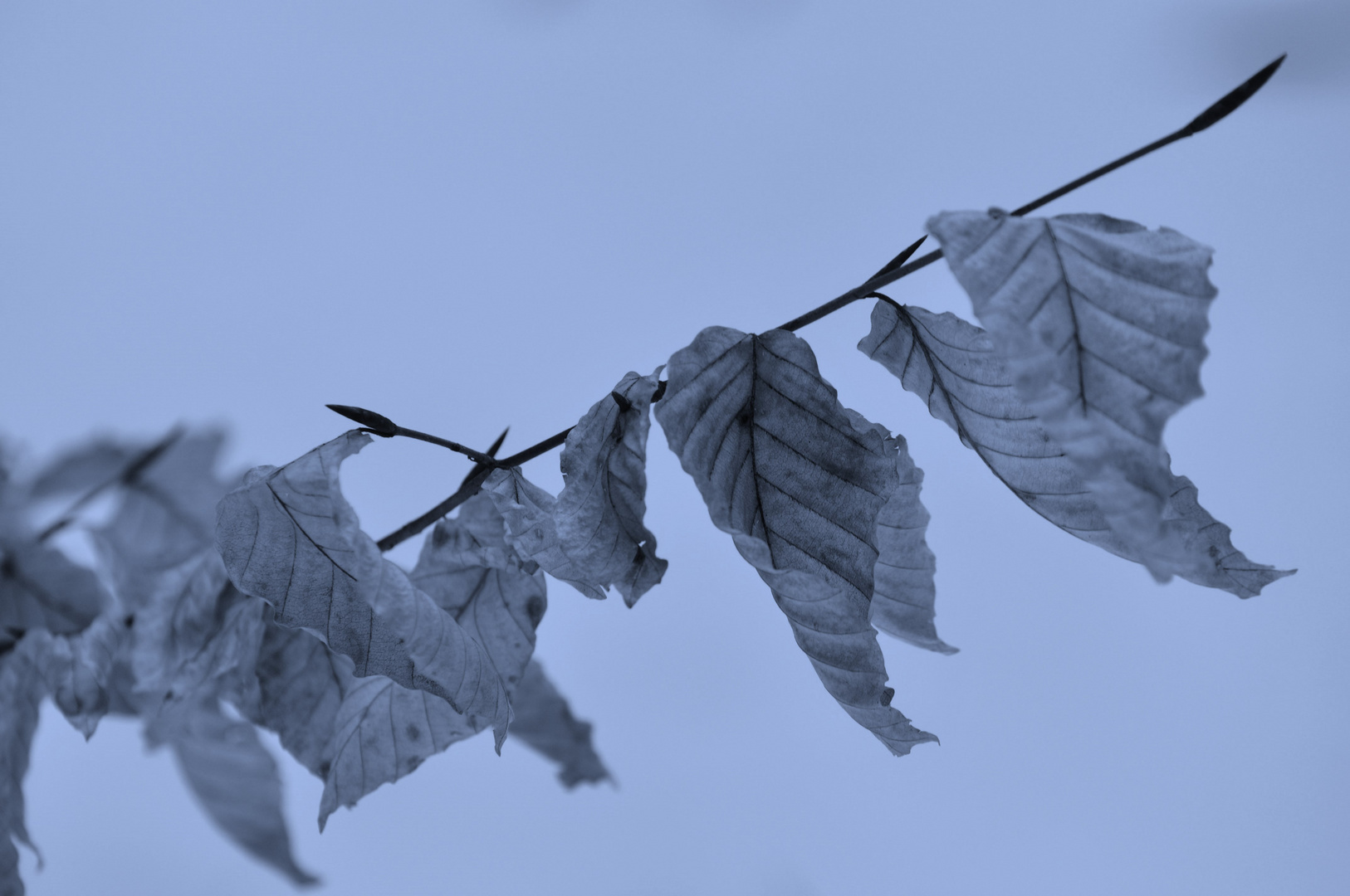 Der Wind hat mir ein Lied erzählt .......