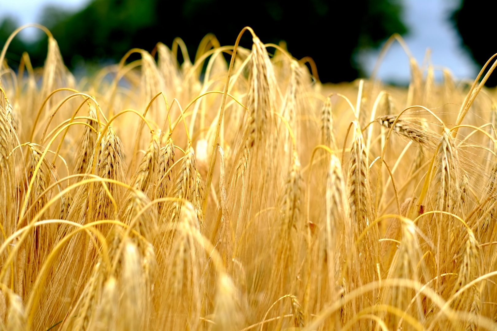 Der Wind im Kornfeld des Glaubens. Werner Mitsch