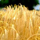 Der Wind im Kornfeld des Glaubens. Werner Mitsch