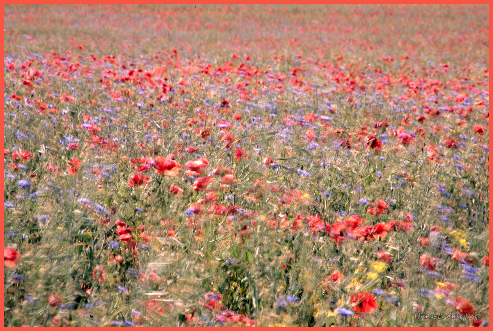 Der Wind im Mohnfeld