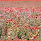 Der Wind im Mohnfeld