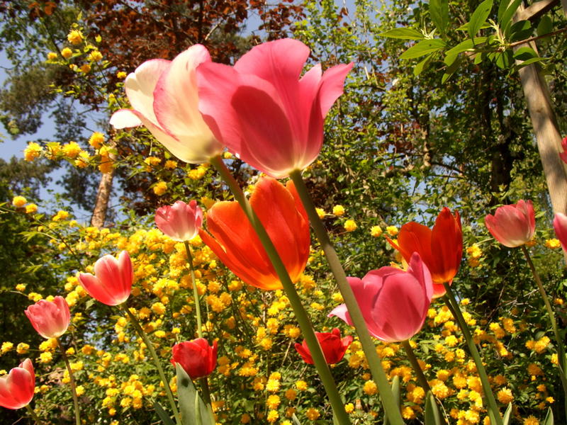 der Wind in den Tulpen