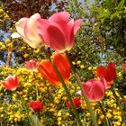 der Wind in den Tulpen