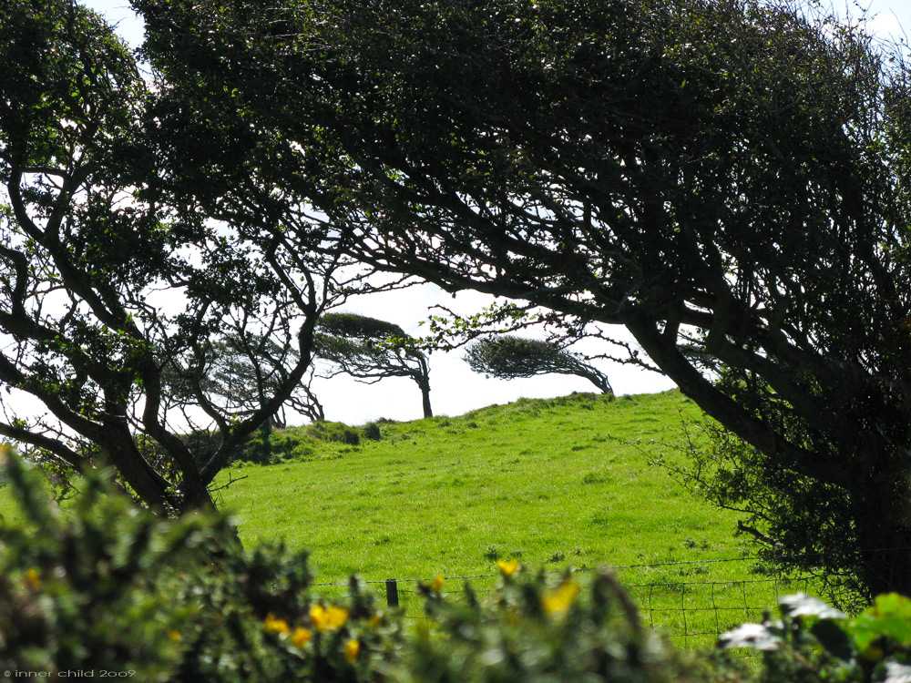 Der Wind in den Weiden