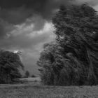 Der Wind in den Weiden