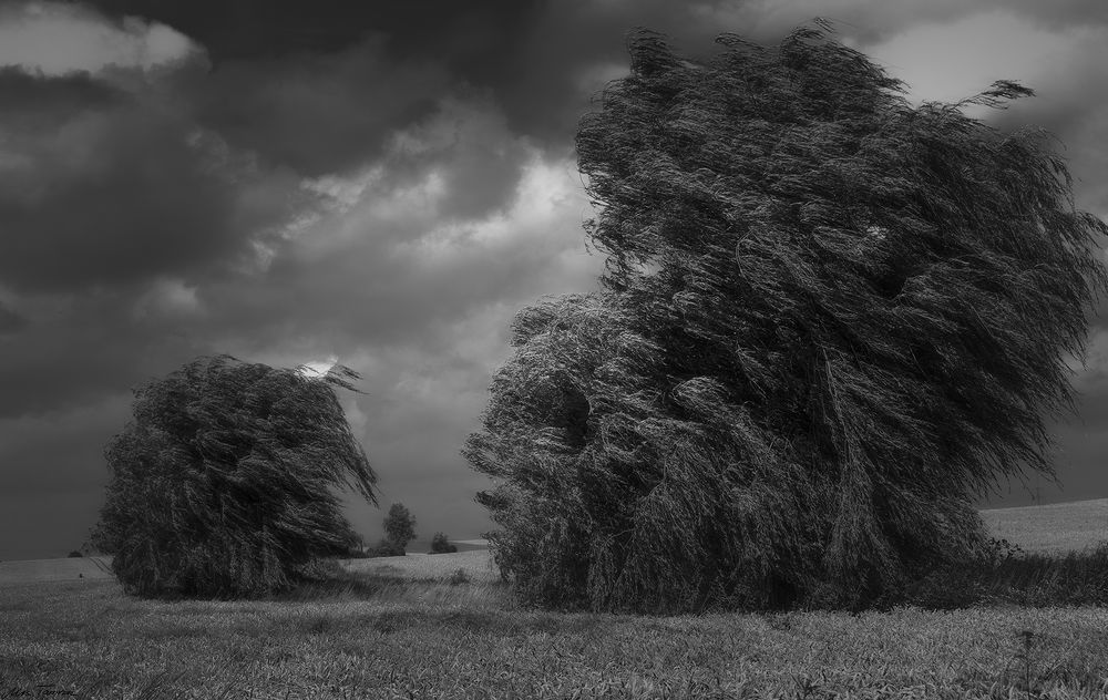 Der Wind in den Weiden