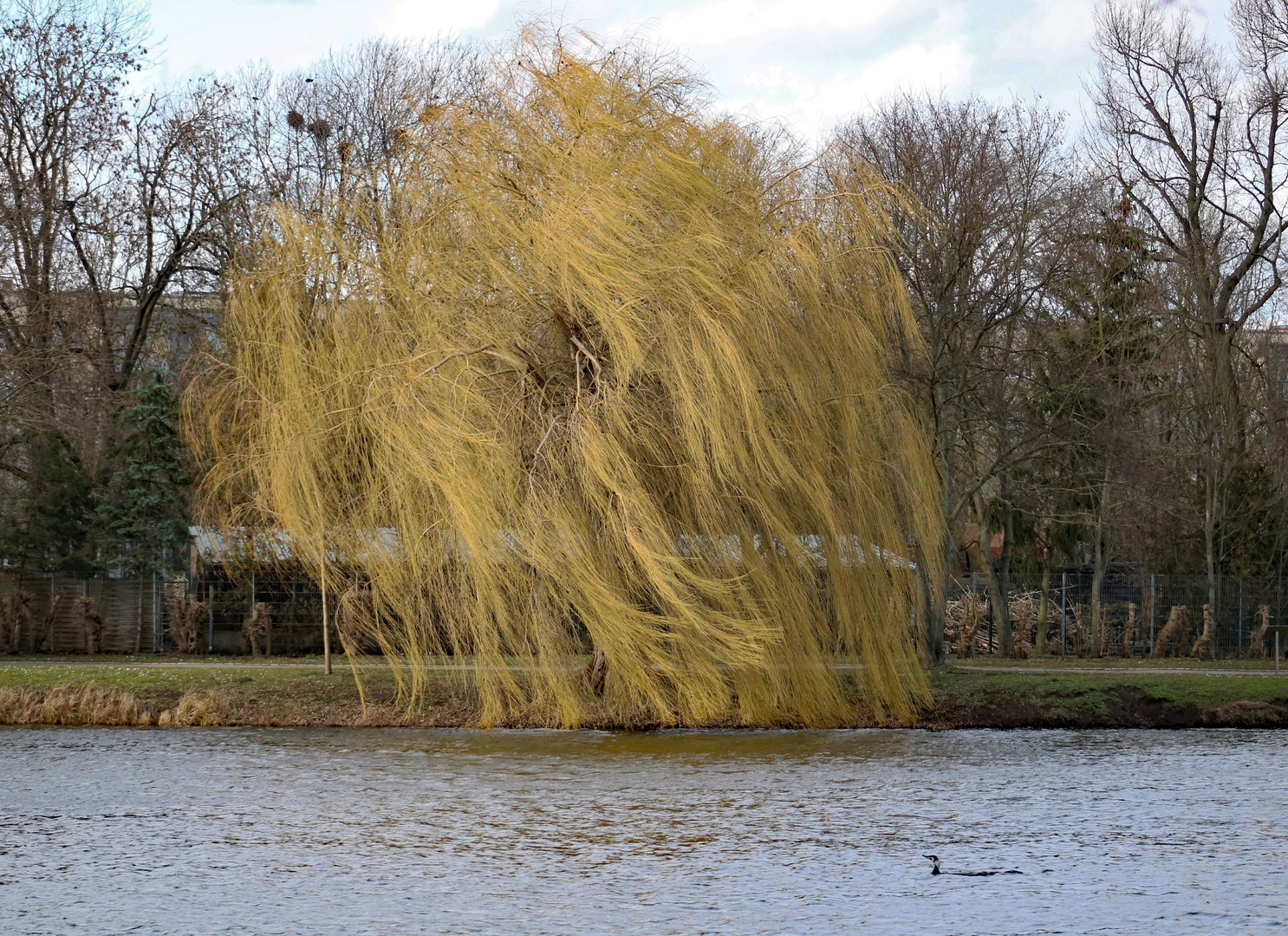 Der Wind in der Weide