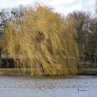 Der Wind in der Weide