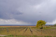 Der Wind in der Weide